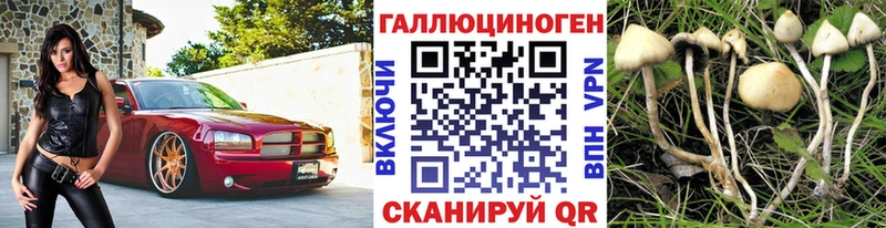 Галлюциногенные грибы Psilocybe mega как войти Еманжелинск